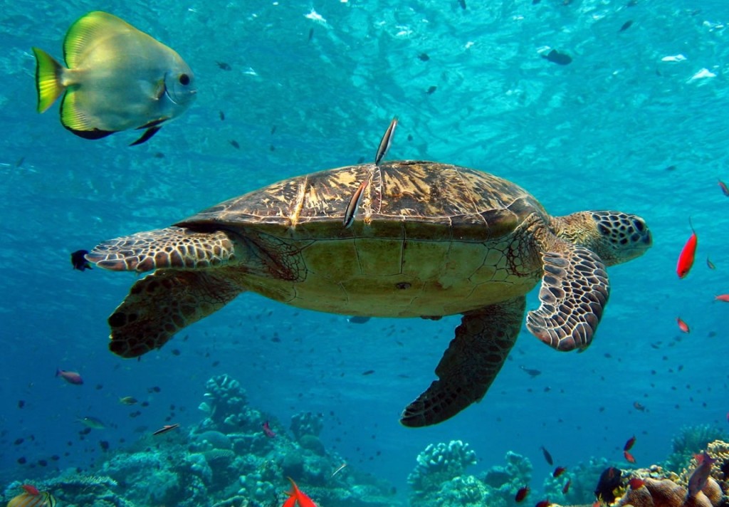 Soepschildpad Koh Tao